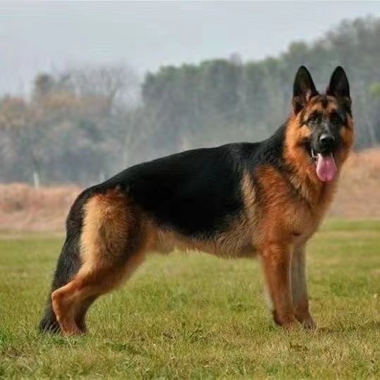 纯种德牧幼犬大型犬警犬弓背黑背幼崽狼狗德国牧羊犬幼犬宠物定金