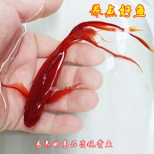 高帆燕尾红剑鱼淡水鱼高帆燕尾