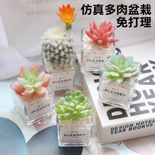 饰摆设件 仿真多肉植物仙人掌ins假干花绿植室内桌面书架小盆栽装