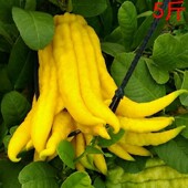 金华 柑香橼瓜橘膏花观赏闻香清供摆放药食同源现摘 佛手鲜果五指