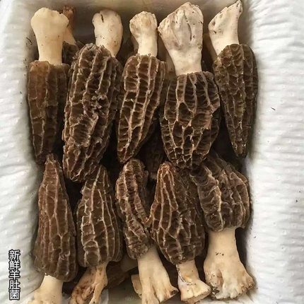 羊肚菌野生云南丽江特产羊肚菇新鲜蘑菇山珍顺丰发货两件包邮