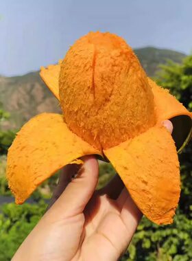 攀枝花椰香芒果鸡蛋芒新鲜现摘
