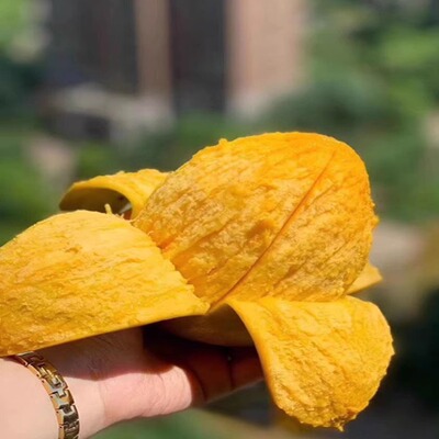 特大果攀枝花凯特大芒果