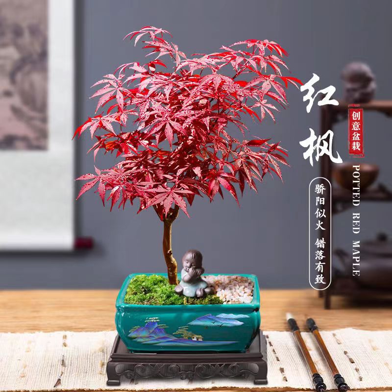 红枫造型创意盆景老桩树苗四季常青叶盆栽植物红舞姬室内好养美观