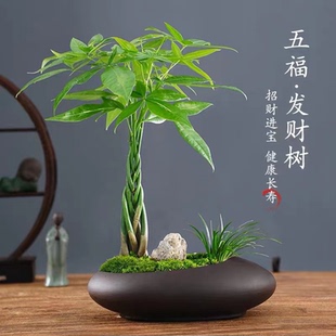 发财树小盆栽花卉绿植物办公室内吸甲醛绿萝文竹水培发财树好养