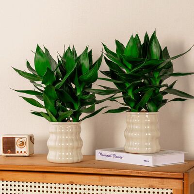 【买一送一】水培观音竹富贵竹四季常青室内水养绿植盆栽奶白花瓶