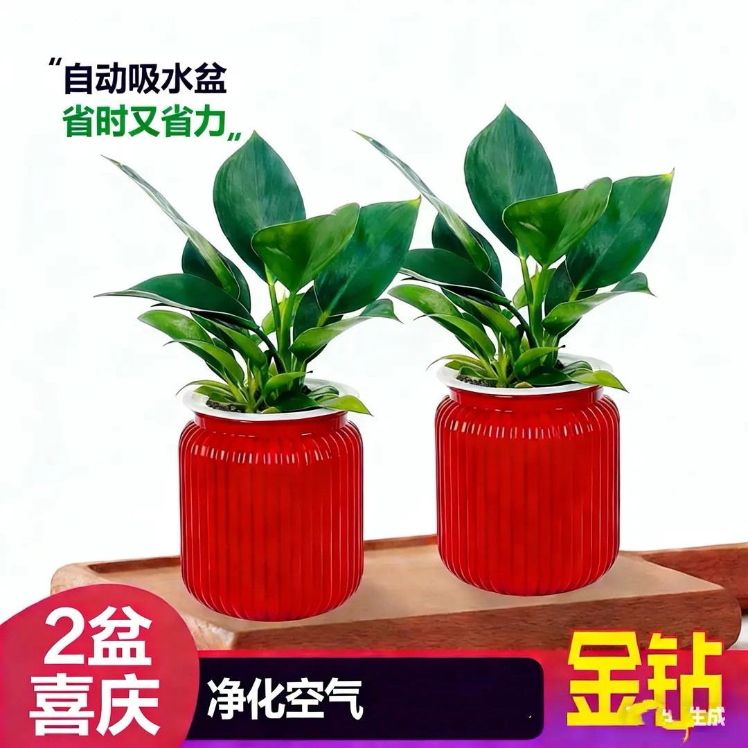金钻富贵竹发财树绿植桌面好养图片