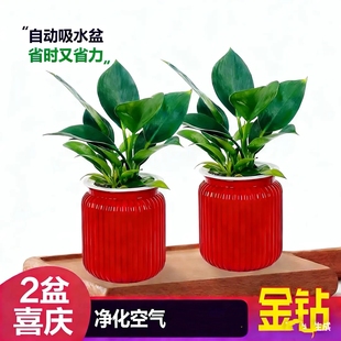 【拍一发二】大叶金钻绿公主室内绿植盆栽办公室四季常青水培土培