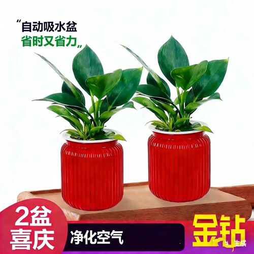 金钻富贵竹发财树绿植桌面好养