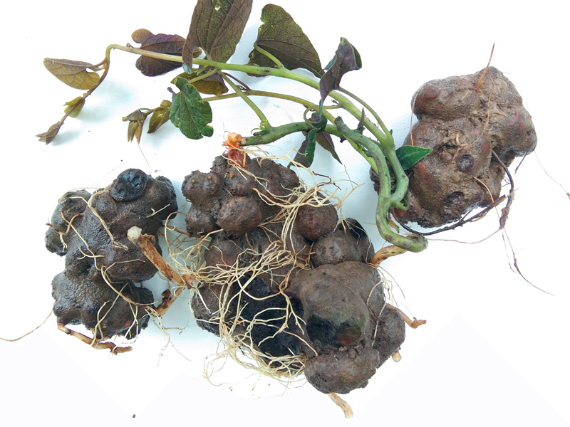 贵州新鲜朱砂莲中药材 农家白蛇胆辟虺雷躲蛇生避蛇生背蛇生500克