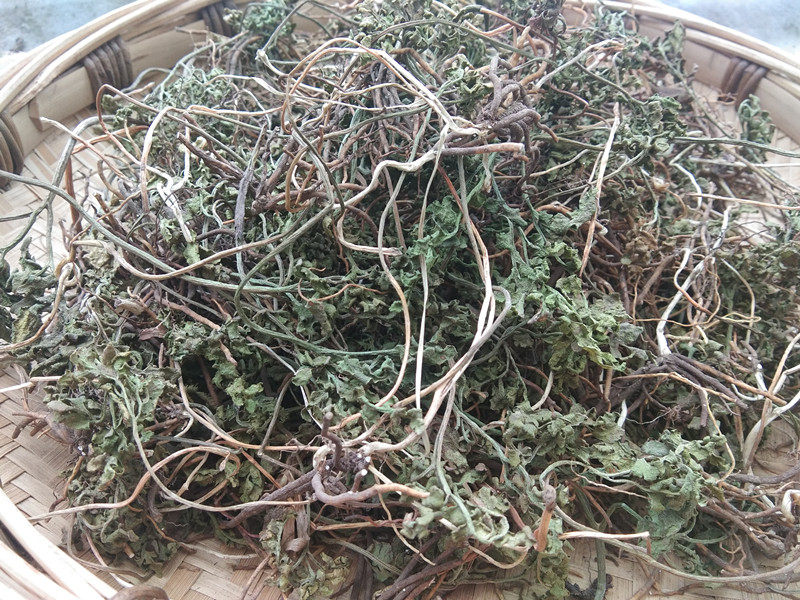 贵州地产小春花中草药材 阴地蕨一朵云冬生草郎萁细辛黄连七干货