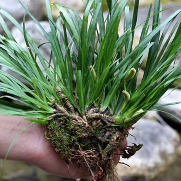 中草药贵州新鲜石菖蒲药菖蒲全株