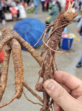 新鲜前胡根贵州中药材农家中草药