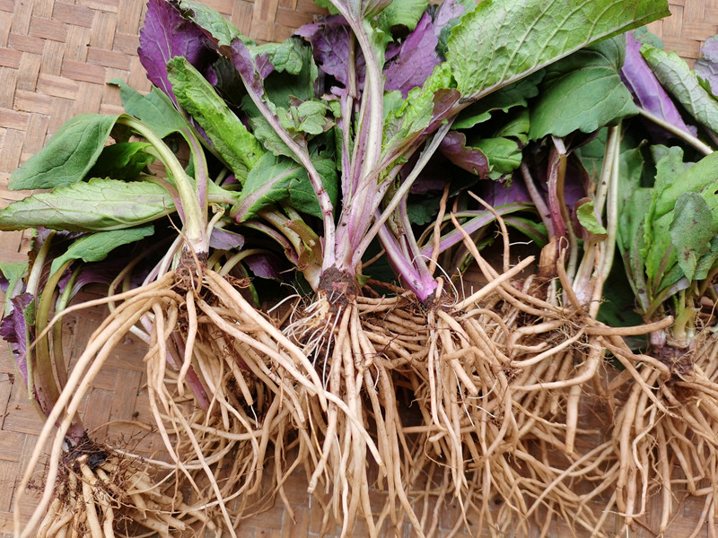 贵州新鲜野青菜中药材 菊三七草药天青地红青菜野茼蒿革命菜500克