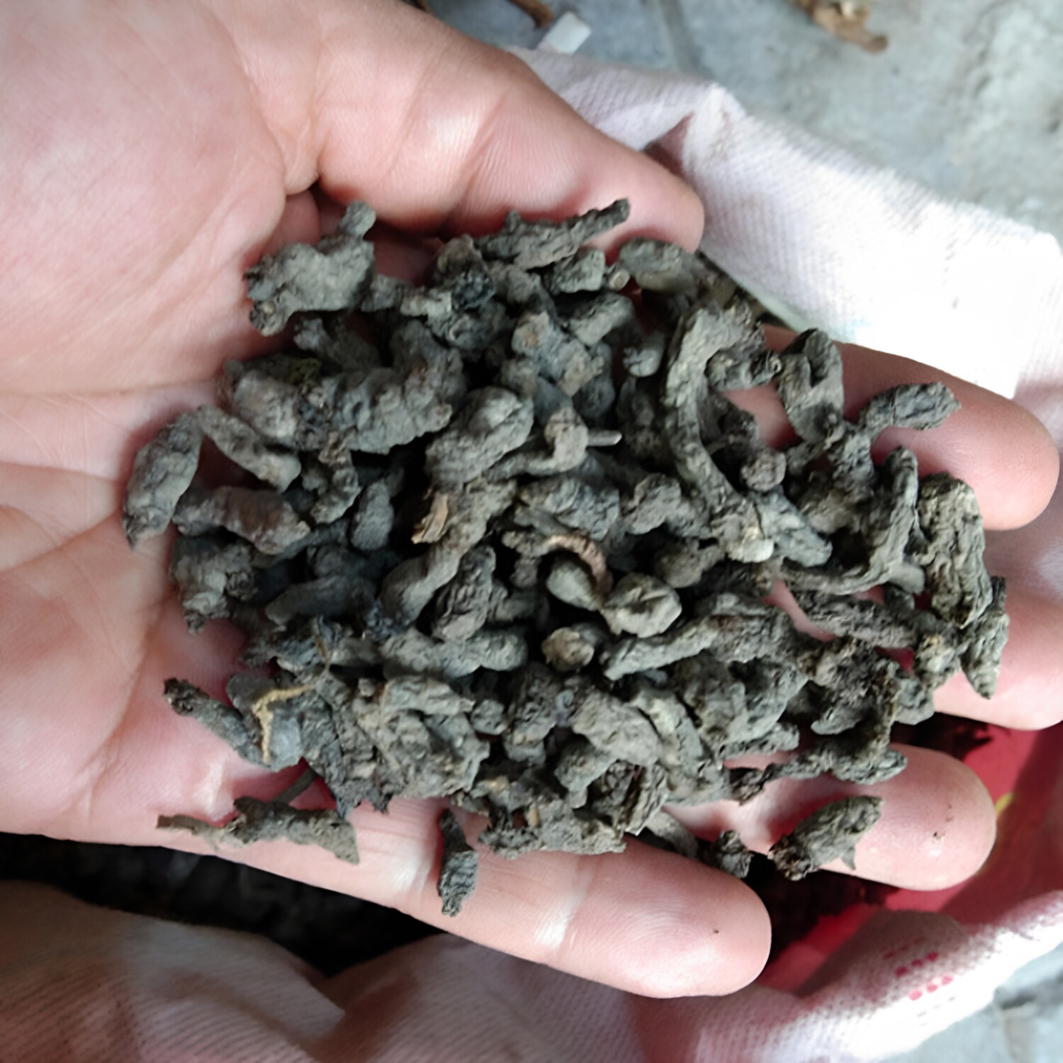 地产天葵子山货千年耗子屎中药材干货 贵州紫背天葵根千年老鼠屎