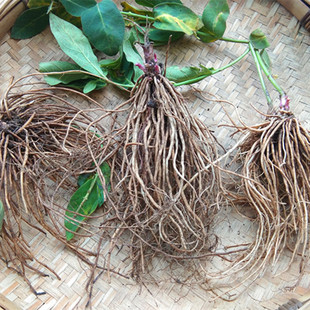 贵州新鲜白薇根 中药材婆婆针线包山烟根子百荡草白前拉瓜瓢500克