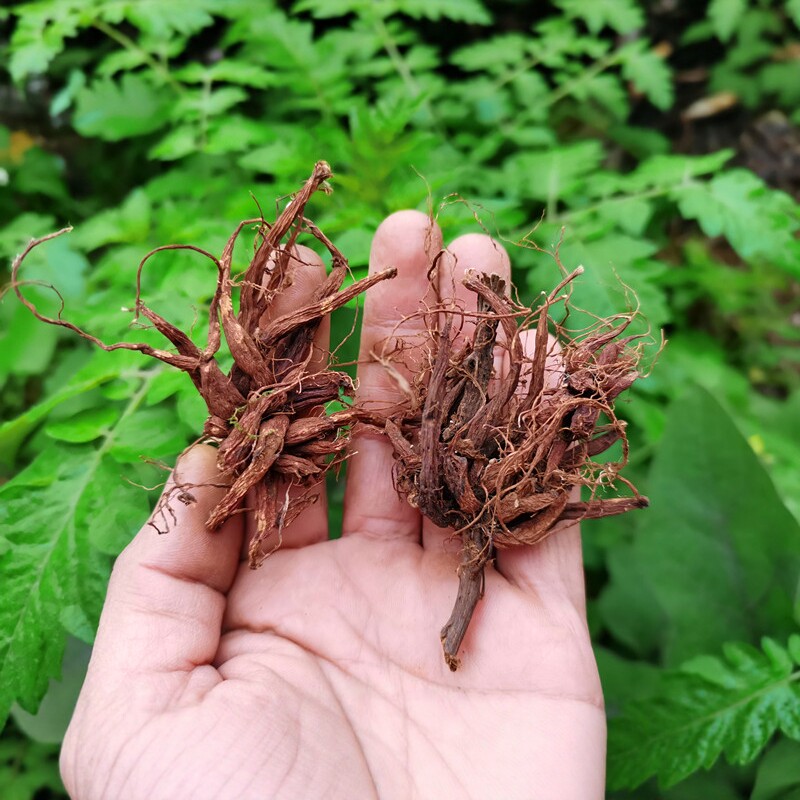 地产红活麻中药材干货 贵州山货小红麻中草药红线麻红禾麻红头麻