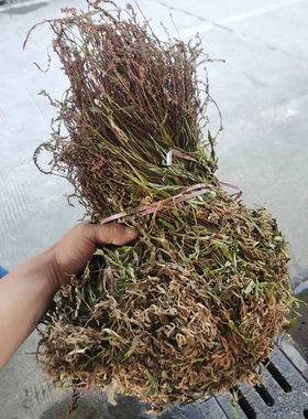 贵州盘龙参龙抱柱干货