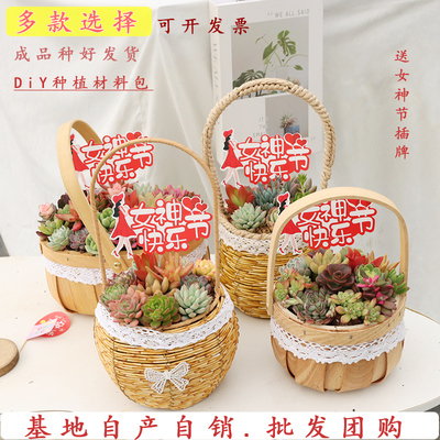 多肉植物DiY材料包套餐批发