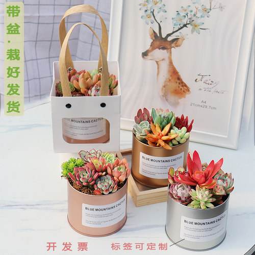 多肉植物成品盆栽伴手礼