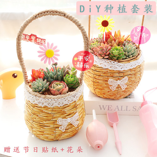 暖阳花创意38女神节植树节多肉植物DIY种植材料包手提花篮盆栽