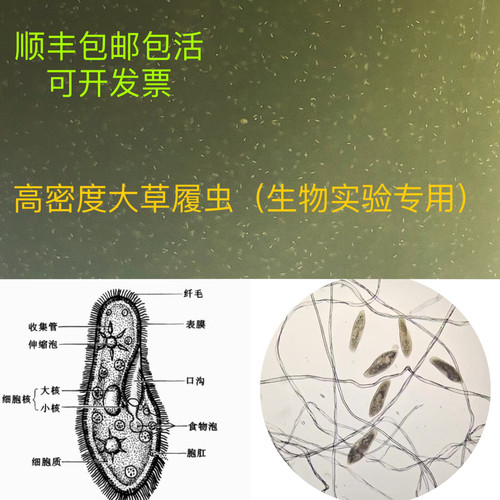 草履虫培养液实验用高密度活虫种