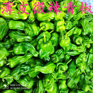 苏北青辣椒 青椒 大辣椒 大椒 微微辣500g/份 5斤包邮不含偏远哦