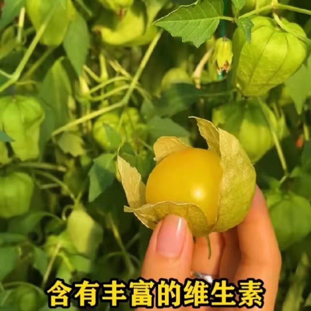 新疆包邮黄姑娘灯笼果种子东北奶香姑娘果种籽黄姑娘水果春秋播种