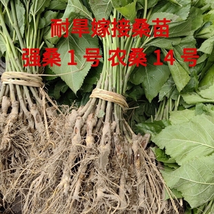 耐旱嫁接桑树苗强桑1号养蚕专用农桑14号大叶桑苗育711高产桑叶蚕