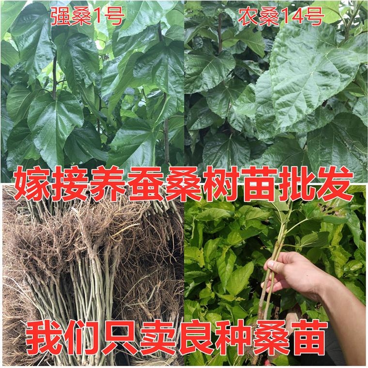 嫁接养蚕桑树苗农桑14号强桑1号