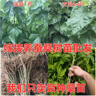 嫁接养蚕强桑1号桑树苗农桑14号大叶蚕桑树活苗5号711高产桑叶苗