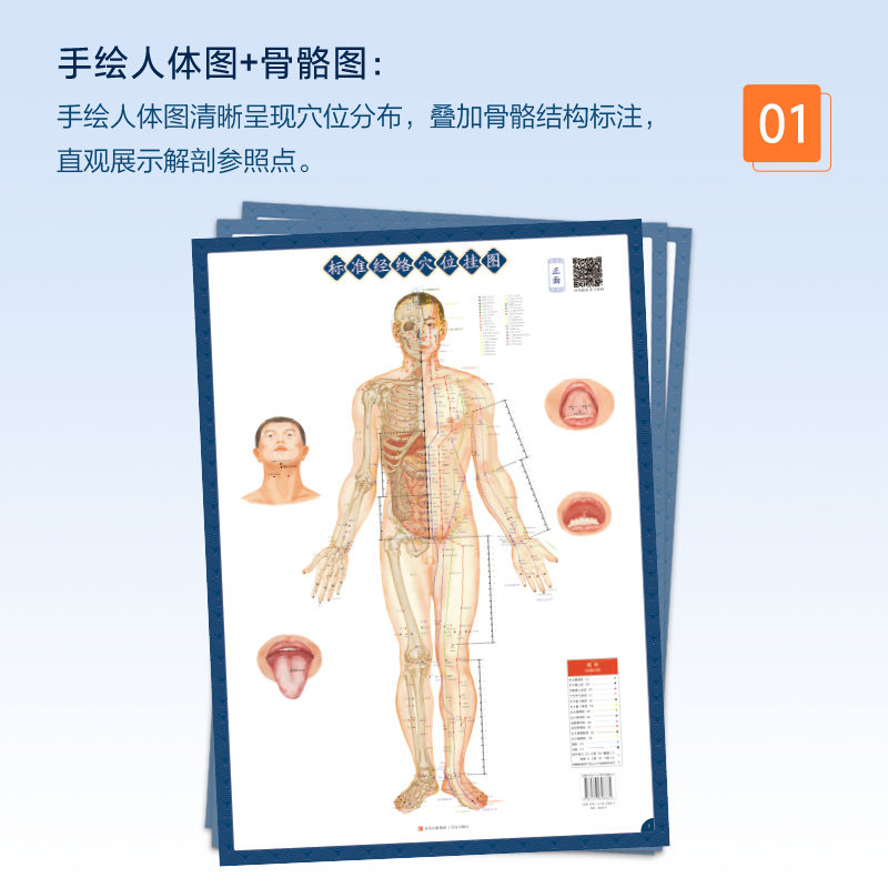 asy 标准经络穴位挂图(手绘人体图和骨骼图,标尺图示辅助,让取穴更简单!由权威经络穴位专家编审,内容科学严谨!)