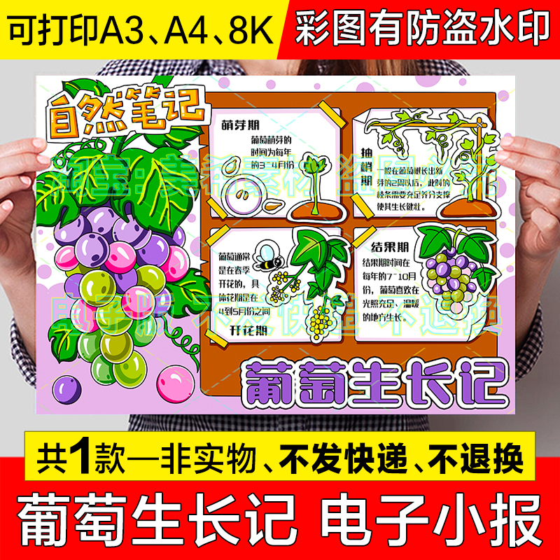 葡萄生长日记手抄报模板电子版自然笔记植物观察记录小报a4线稿8k