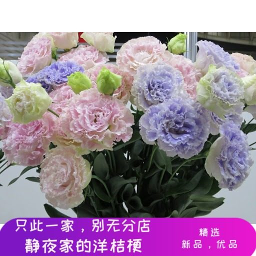 盆栽桔梗花素材模板 盆栽桔梗花图片下载 小麦优选