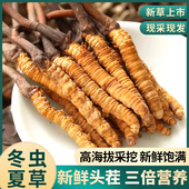 干货虫草整条年货礼盒装 冬虫夏草官方旗舰店新鲜10g 30根头期正品