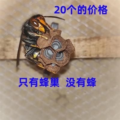 胡蜂3D蜂巢人工蜂巢模压红娘金环大黑尾虎头蜂王黄脚葫芦黑盾马蜂