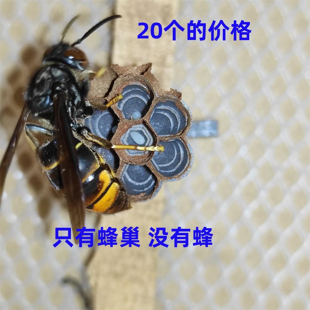 胡蜂3D人工模压蜂巢红娘金环大黑尾虎头蜂王黄脚黑盾葫芦蜂活动区 传统滋补营养品 养蜂工具 原图主图