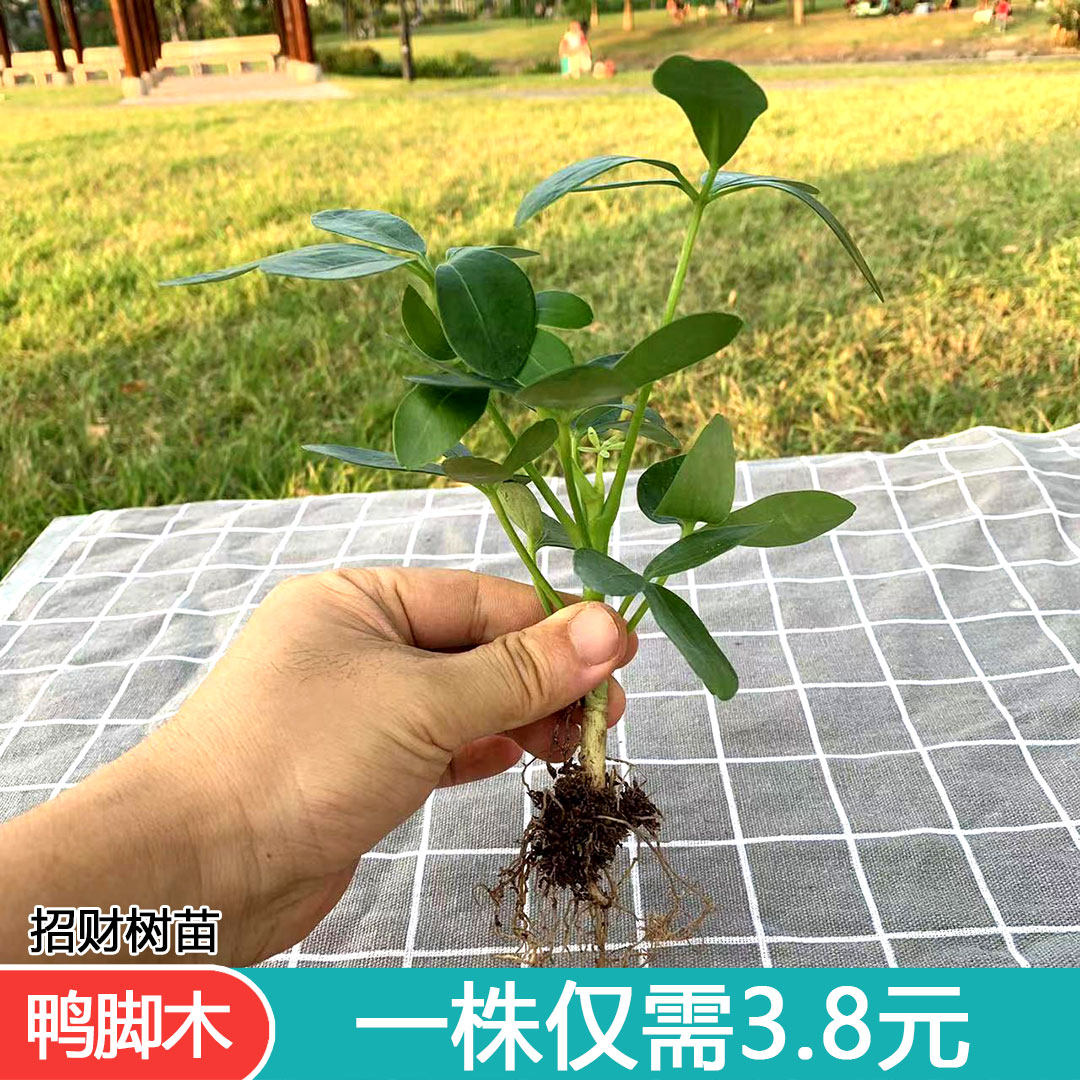 八方来财鸭脚木大苗招财树老桩盆栽七叶莲水培阳台易养护好养植物