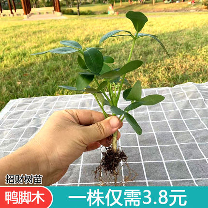 八方来财鸭脚木大苗招财树老桩盆栽七叶莲水培阳台易养护好养植物