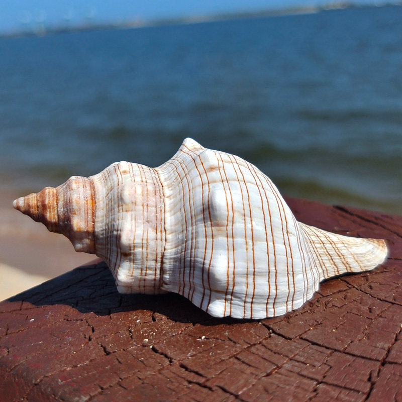 天然贝壳大海螺赤旋螺拍摄道具地中海地台鱼缸水族箱装饰多肉花盆