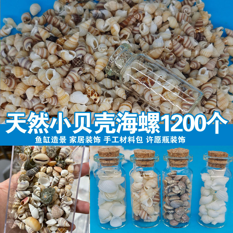 天然小海螺贝壳米螺儿童手工画diy漂流瓶海洋瓶 幼儿园贝壳画材料