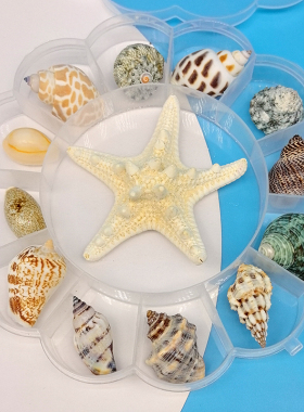天然贝壳海螺海星标本幼儿园礼盒海洋生物海螺儿童把玩天然标本螺