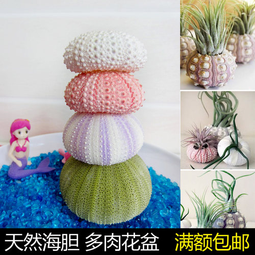 天然海胆芯贝壳海螺diy空气粉红
