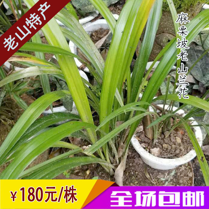麻栗坡老山兰花墨兰老山特产室内外盆栽花卉绿色裸根不带土 包邮