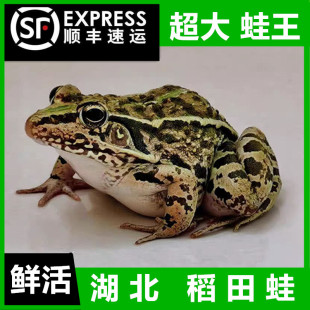 农村生态养殖超大鲜活稻田蛙田鸡鲜活现杀青蛙肉黑斑蛙烧烤食材