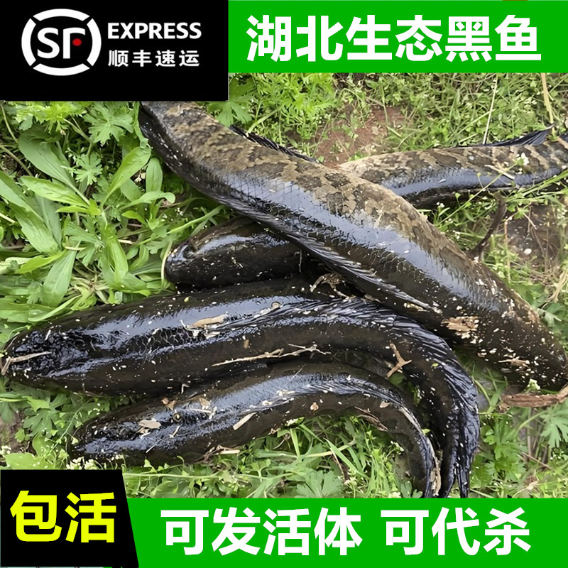（顺丰包活）鲜活黑鱼活体财鱼