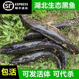 （顺丰包活）鲜活生态黑鱼活体活鱼乌鱼大个财鱼蛇鱼术后滋补炖汤