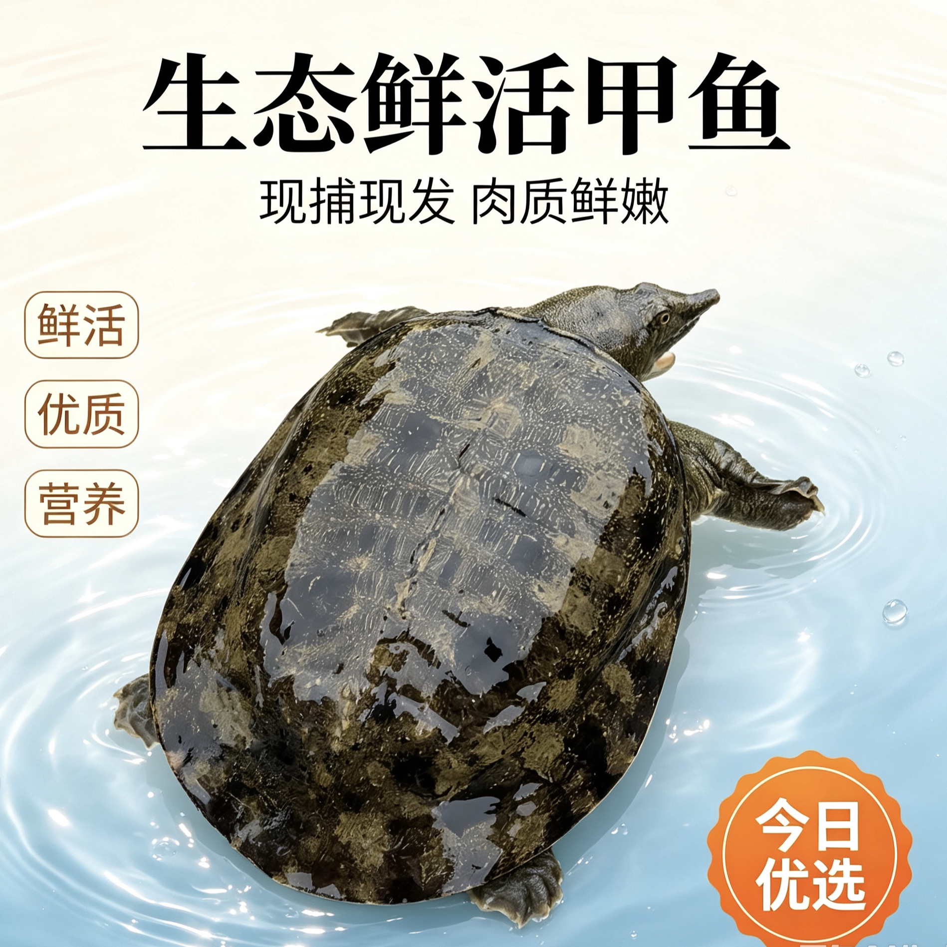 黑花中华鳖甲鱼 鲜活水鱼团鱼圆甲鱼