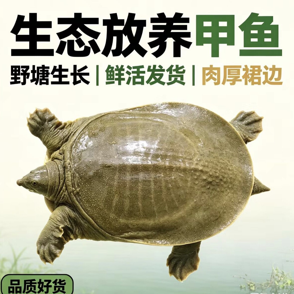 甲鱼活鲜活食用中华鳖团鱼圆鱼商淡水鱼类