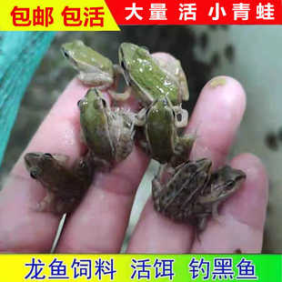 青蛙卵小蝌蚪苗活体黑斑蛙养殖包技术包活小青蛙找妈妈教程宠物